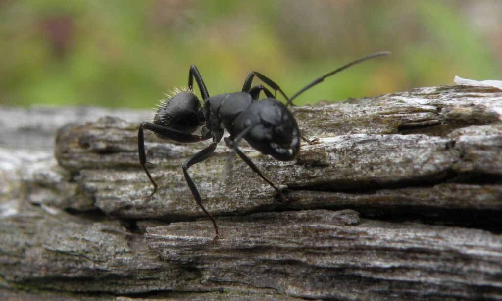 Io penso Camponotus: operaia di C. vagus, Formicidae.